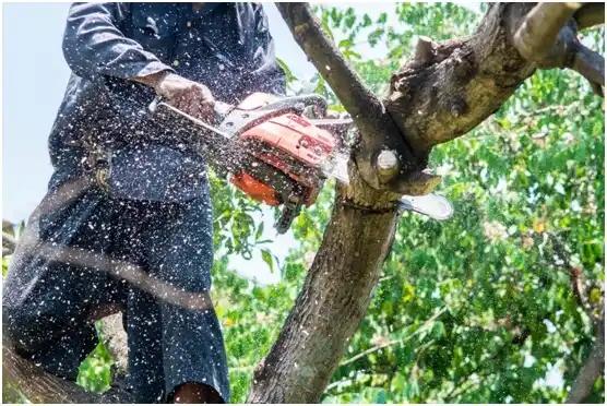 tree services Shorewood Hills